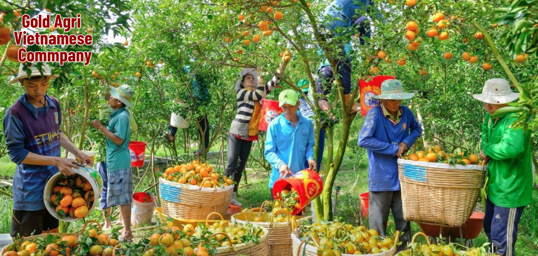Vietnam Agriculture Export Market: A Strategic Gateway for Global Buyers 1 Gold Agri Vietnamese Commpany 3